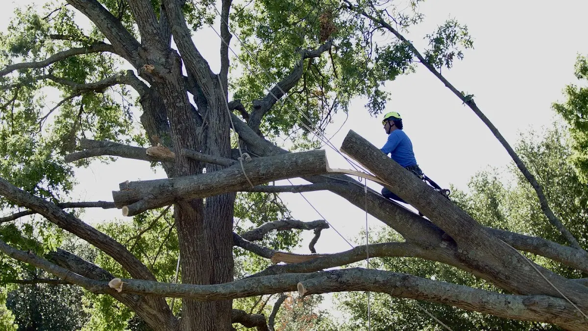 Professional Crown Thinning performed by certified arborists in Levasy