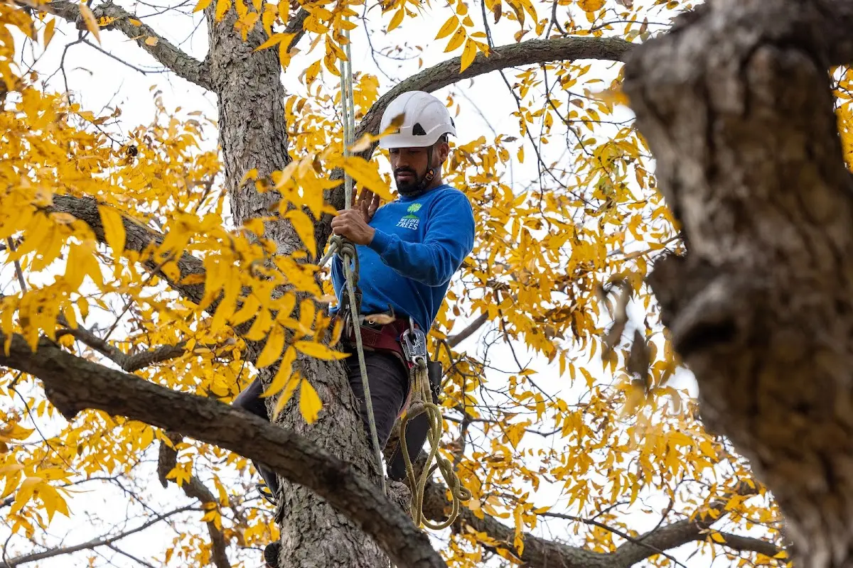 Skilled Emergency Tree Service crew working in Levasy